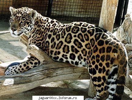Jaguarul - Animalul meu preferat este jaguarul.Are un corp - Animale